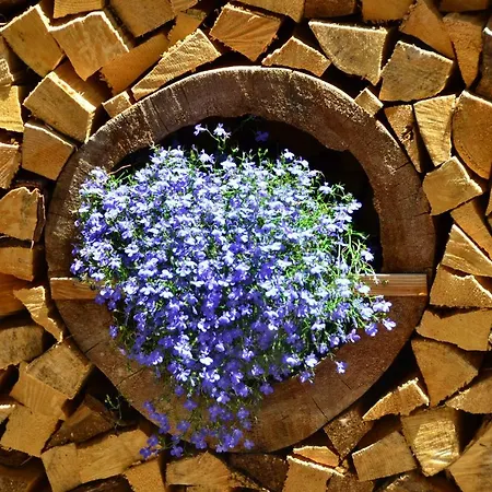 Cesa Castlunger 卡纳泽伊