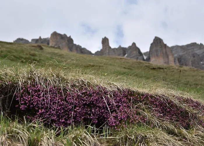 Cesa Castlunger קאנזיי