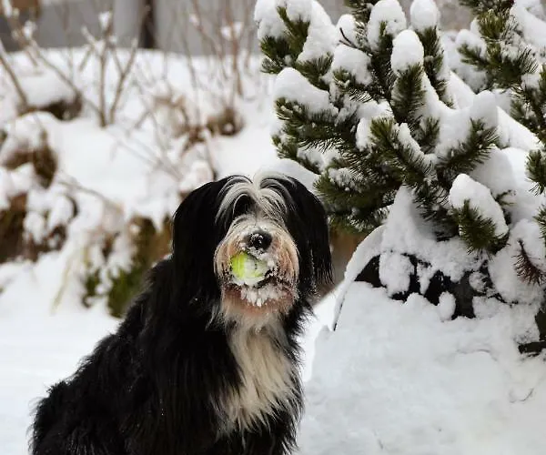 Apartamento Cesa Castlunger